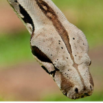 Vally of snakes