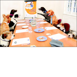 Puppy Pals Meeting Game!