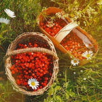 The Rasberries!