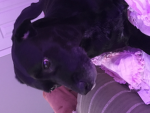 DOGS_4EVER <3