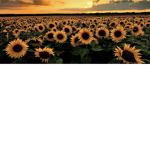 sunflower Lauren