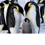 Team Penguins 101