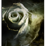 RoSeYs