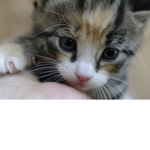 hi!!Hello!!