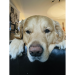 You’re not dog water