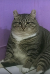Goofy Cat Studio