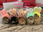 LittleBunnyBoos