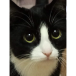 Queencat