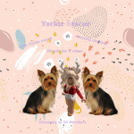 Yorkie Rescue