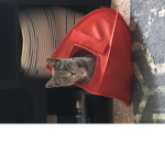 Cat Bonanza II