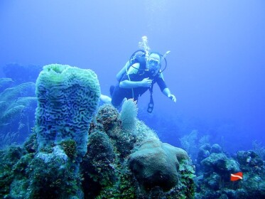 Under Da Sea