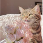 Kittens are just like roses