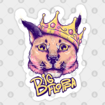 Popular cat team