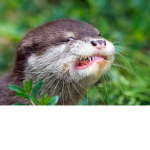 The Otter Nation