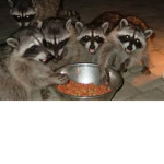 Traxh pandx