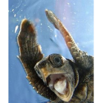 i liek tertles