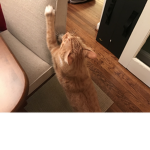 CATS DOGS ANIMALS