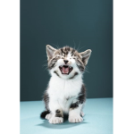 Kitten Tribe
