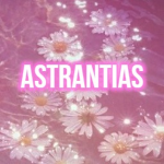 Astrantias