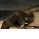 love all cats forever