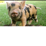 Sub to piggy eh gaming