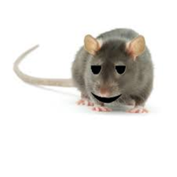 Rat meeting area