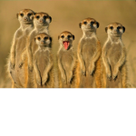 THE AMIGOS:)