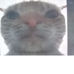 swag cat agency