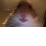 the staring hamster club