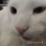 antyssocial