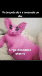 Doge dog grupo