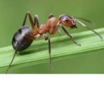 The ant colony 82
