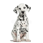 Dalmatians and Dogs