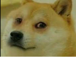 Doge squad forever Sec end!!!!