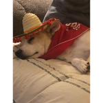 Dog appreciation