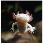 Axolotl army dev group