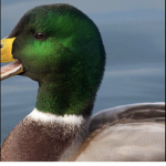Duckies the best of king duck
