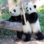IAM_PANDA