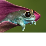 Frog peeps
