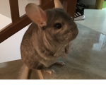 Ratttt