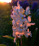hyacinth blossoms