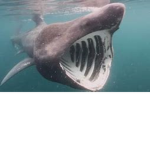 the awesome sharks boiiii