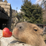 Capybara fans (grupo de capybaras)