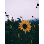 Sunshine&Sunflowers