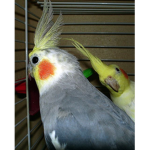 Birds 123