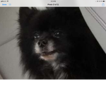 The dog face