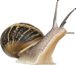 Gastropoda