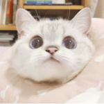 ᴅʀᴇᴀᴍʏ ᴀᴇsᴛʜᴇᴛɪᴄs