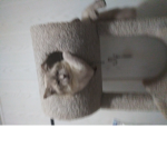 Buffy kitty