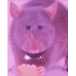 thee rats